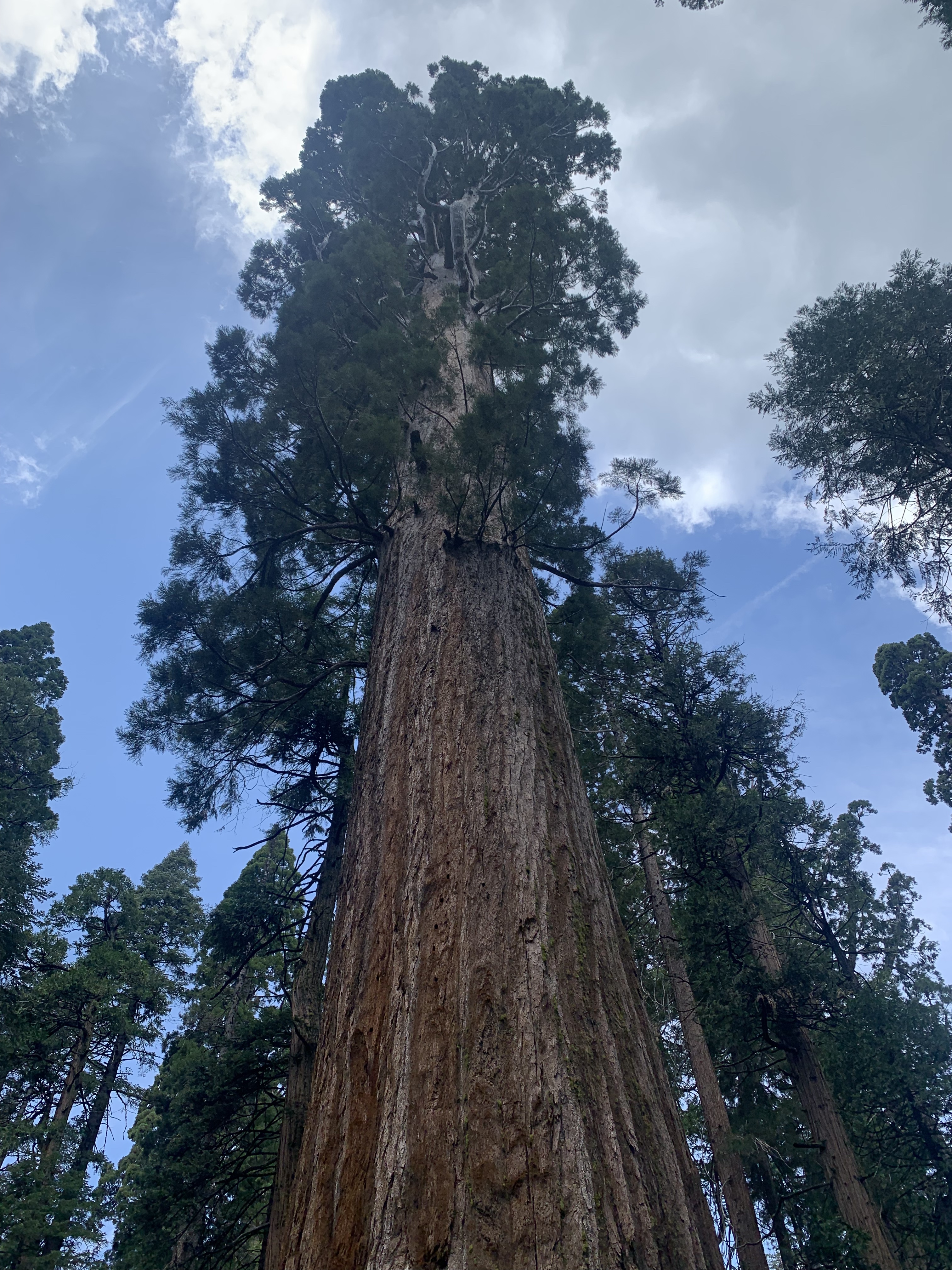 Big Trees State Park